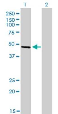 Western Blot: CREB3 Antibody (3H5) [H00010488-M01]