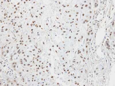 Immunohistochemistry-Paraffin: CREB3 Antibody [NBP1-32065]