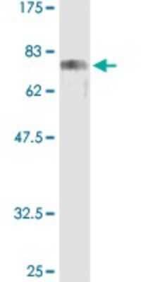 Western Blot: CREB3 Antibody [H00010488-D01P]