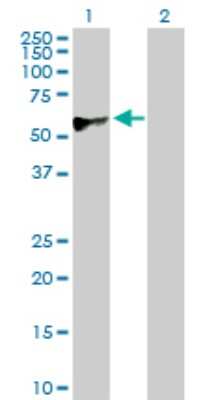Western Blot: CREB3 Antibody [H00010488-D01P]