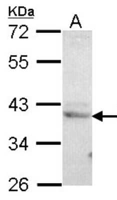 Western Blot: CREB3 Antibody [NBP1-32065]