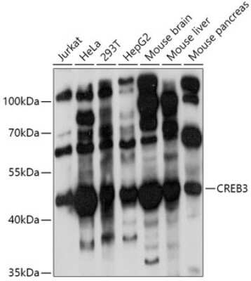 Western Blot: CREB3 AntibodyAzide and BSA Free [NBP2-92664]