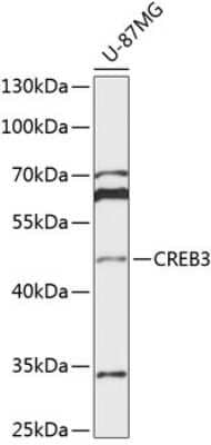 Western Blot: CREB3 AntibodyBSA Free [NBP2-92721]