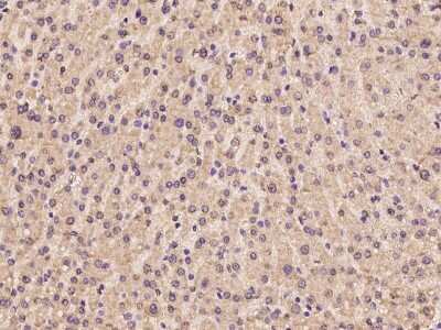 Immunohistochemistry-Paraffin: CREB3L2 Antibody [NBP2-97960]