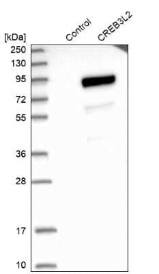 Western Blot: CREB3L2 Antibody [NBP1-88697]