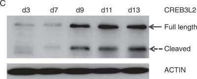 Western Blot: CREB3L2 Antibody [NBP1-88697]