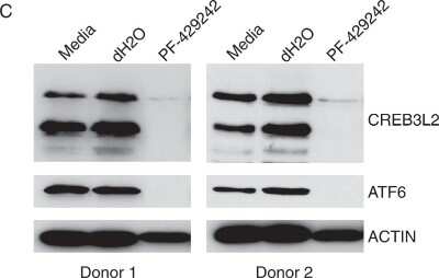 Western Blot: CREB3L2 Antibody [NBP1-88697]