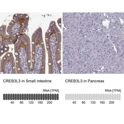 Immunohistochemistry-Paraffin: CREB3L3 Antibody [NBP2-13873]