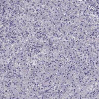 Immunohistochemistry-Paraffin: CREB3L3 Antibody [NBP2-38785]
