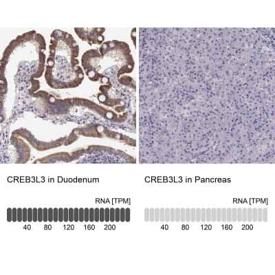 Immunohistochemistry-Paraffin: CREB3L3 Antibody [NBP2-38785]