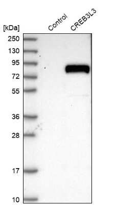 Western Blot: CREB3L3 Antibody [NBP2-13873]