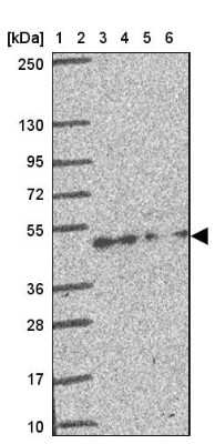 Western Blot: CREB3L3 Antibody [NBP2-38785]