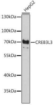 Western Blot: CREB3L3 AntibodyAzide and BSA Free [NBP2-92157]