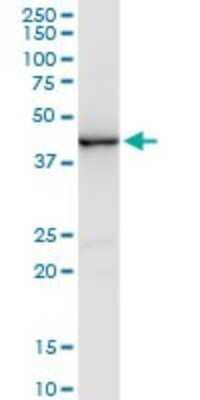 Western Blot: CREB5 Antibody (1E2) [H00009586-M01]