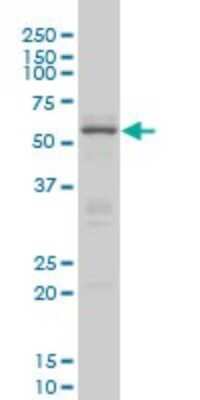 Western Blot: CREB5 Antibody (8A5) [H00009586-M02]