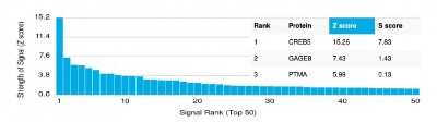 Protein Array: CREB5 Antibody (PCRP-CREB5-1G8) - Azide and BSA Free [NBP3-14073]