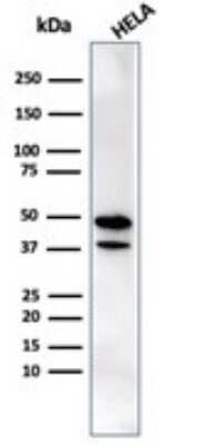 Western Blot: CREB5 Antibody (PCRP-CREB5-1G8) [NBP3-13818]