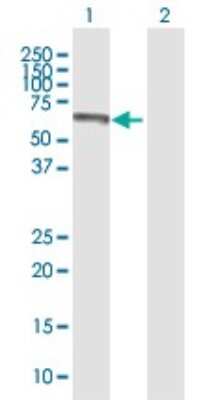 Western Blot: CREB5 Antibody [H00009586-B01P]