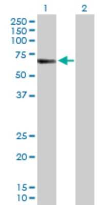 Western Blot: CREB5 Antibody [H00009586-D01P]