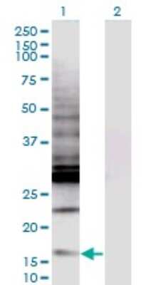 Western Blot: CREBL2 Antibody (1C1) [H00001389-M04]