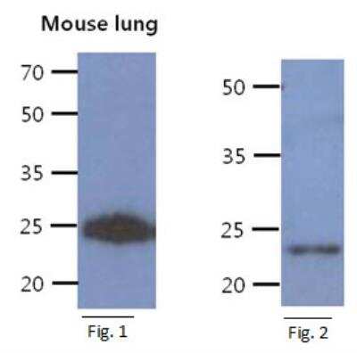 Western Blot: CREG Antibody (1C6)BSA Free [NBP2-42689]