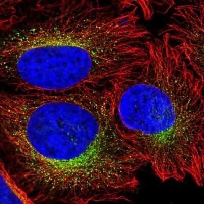 Immunocytochemistry/ Immunofluorescence: CREG Antibody [NBP2-58172]