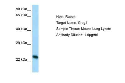 Western Blot: CREG Antibody [NBP1-98341]