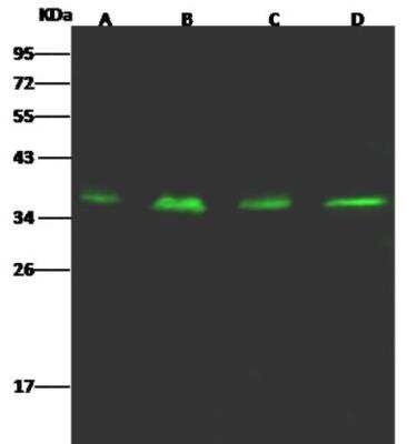 Western Blot: CRELD1 Antibody [NBP3-00123]