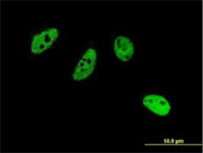 Immunocytochemistry/ Immunofluorescence: CREM Antibody (3B5) [H00001390-M02]