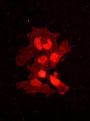 Immunocytochemistry/ Immunofluorescence: CREM Antibody (3B5) [H00001390-M02]