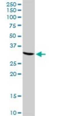 Western Blot: CREM Antibody [H00001390-D01P]