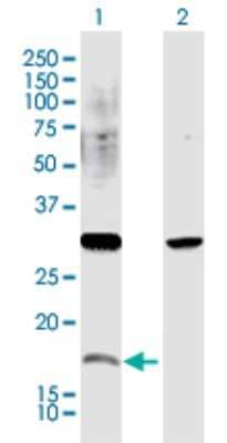 Western Blot: CREM Antibody [H00001390-D01P]