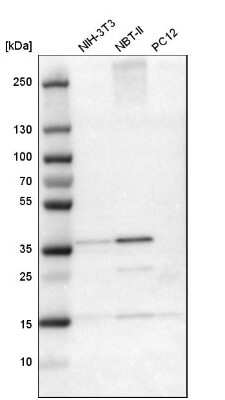 Western Blot: CREM Antibody [NBP1-81760]