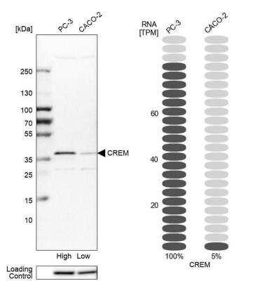 Western Blot: CREM Antibody [NBP1-81760]