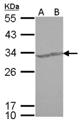 Western Blot: CREM Antibody [NBP2-16009]