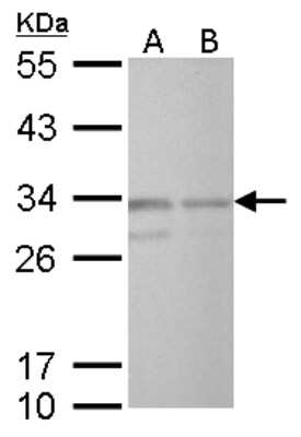 Western Blot: CREM Antibody [NBP2-16009]