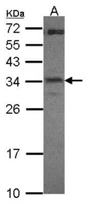 Western Blot: CREM Antibody [NBP2-16009]