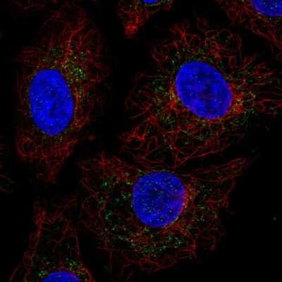 Immunocytochemistry/ Immunofluorescence: CRIF1 Antibody [NBP2-58099]