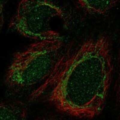 Immunocytochemistry/ Immunofluorescence: CRIF1 Antibody [NBP3-17823]