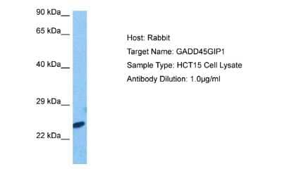 Western Blot: CRIF1 Antibody [NBP2-87212]