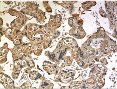 Immunohistochemistry-Paraffin: CRIM1 Antibody (MM0202-16G1) - Azide and BSA Free [NBP2-12207]