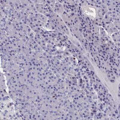 Immunohistochemistry-Paraffin: CRIP1 Antibody [NBP1-84380]