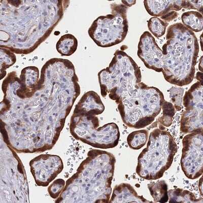 Immunohistochemistry-Paraffin: CRIP1 Antibody [NBP1-84380]