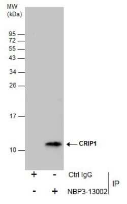 Immunoprecipitation: CRIP1 Antibody [NBP3-13002]