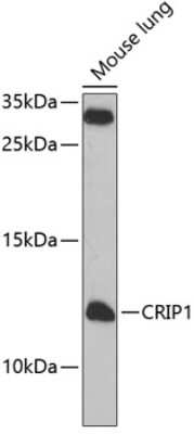 Western Blot: CRIP1 AntibodyBSA Free [NBP2-92498]