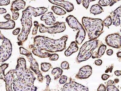 Immunohistochemistry-Paraffin: CRIP2 Antibody (05) [NBP3-06566]