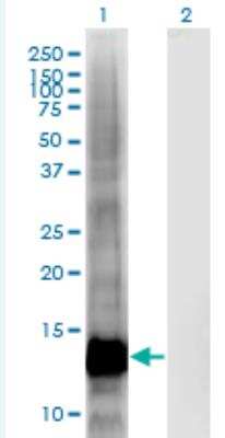 Western Blot: CRIPT Antibody (4D7) [H00009419-M03-100ug]