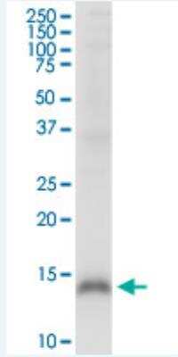 Western Blot: CRIPT Antibody (4D7) [H00009419-M03-100ug]