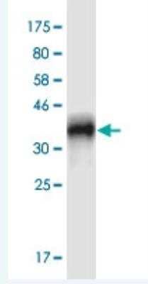 Western Blot: CRIPT Antibody (4D7) [H00009419-M03-100ug]