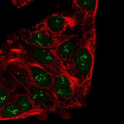 Immunocytochemistry/ Immunofluorescence: CRIPT Antibody [NBP2-33453]